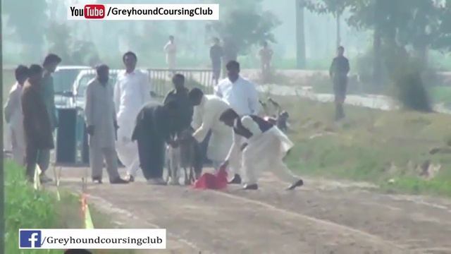 Greyhound vs whippet race | Greyhound race 2018 смотреть онлайн