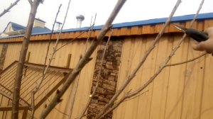 ОБРЕЗКА ЧЕРЕШНИ НА ВТОРОЙ ГОД после посадки.