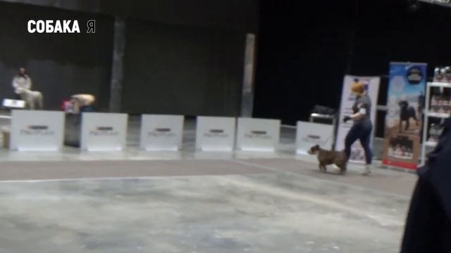 Выставка собак всех пород ВЕСНА СЕВЕРА Английский бульдог. Собака я смотреть онлайн