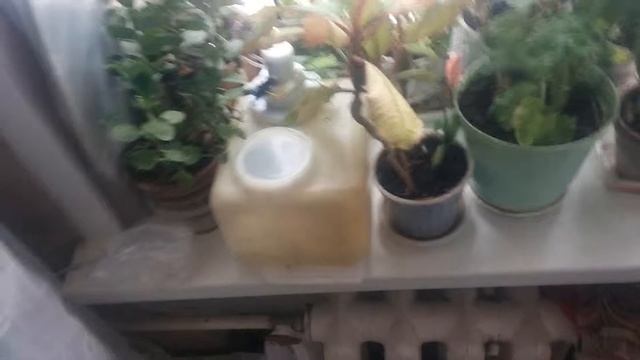 Полив цветов