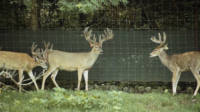 Missouri Big Bucks | Whitetail Sales & Services Part 2 смотреть онлайн