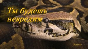 Ты будешь невредим.. (рассказ)