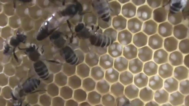 1. Video Manual Apicol: Problema inedita fara rezolvare. Incercam o rezolvare impreuna 1/2 смотреть онлайн