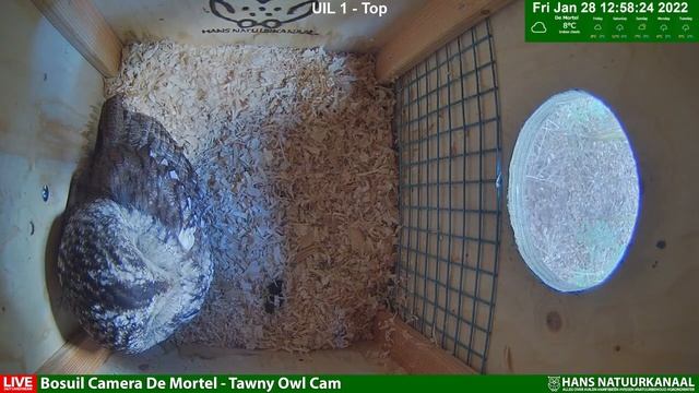 LIVE Bosuil Camera De Mortel (Tawny Owl Camera) day stream -- almost breeding season -- смотреть онлайн