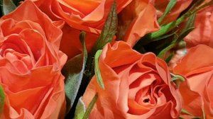 Оранжевые розы. Какими свойствами обладают эти цветы. Что они притягивают.