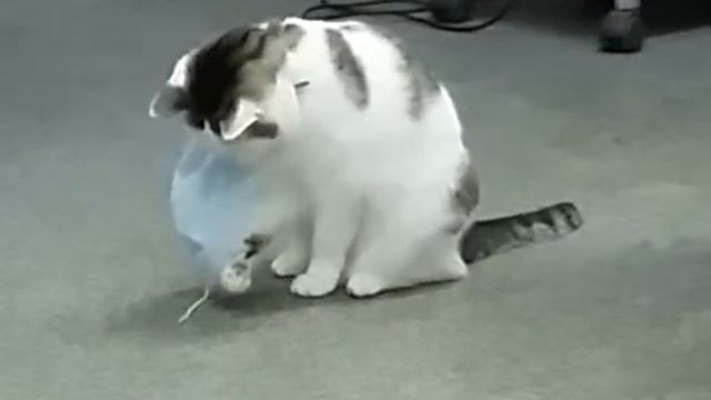 Кошка и маска смотреть онлайн