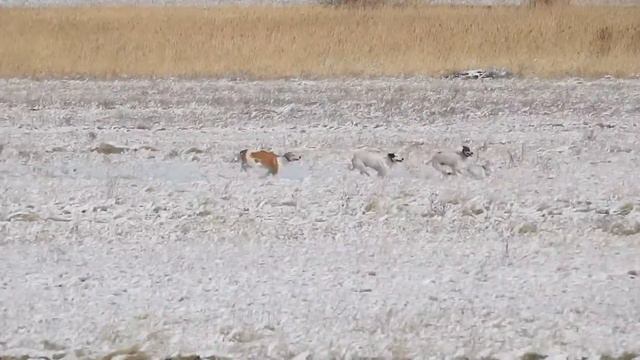 Охота на зайцев с Грейхаундами ,Город Астана