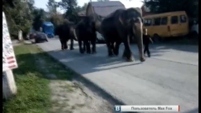 Стадо слонов прогуливалось по центру Златоуста. ВИДЕО смотреть онлайн