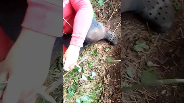 Дача садоводство мир СНТ спасите котёнка смотреть онлайн