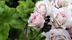 #413.Обзор цветения пеларгонии в начале лета! Подробно о моих розебудных пеларгониях.