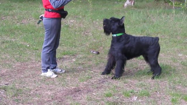 Romаn-Kosh Lotos Lond Life. RUSSIA. Achinsk. в быту