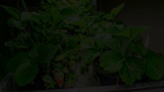 Клубника ускоренная съёмка смотреть онлайн