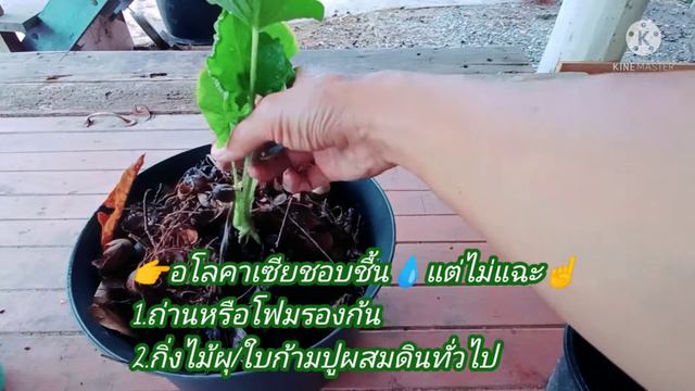 #เลี้ยงอโลคาเซียแดด💯ฝน💯ไม่เน่า‼️ ไม่ตุย🥀ง่ายๆแค่☝️"ชอบชื้นแต่ไม่แฉะ💧"#สูตรไม่ลับฉบับวู้ดดี้👀 #EP56 смотреть онлайн