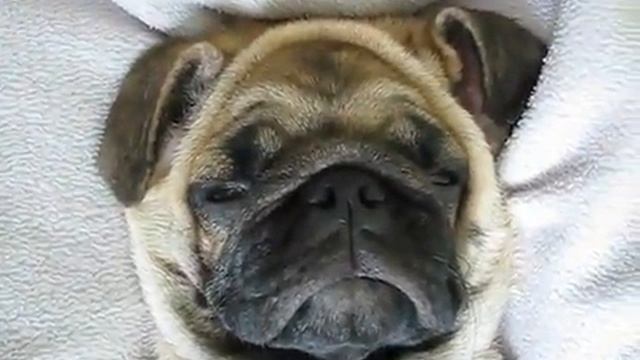 смешные видео.. собака храпит смотреть онлайн