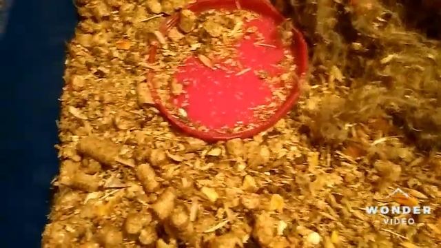 Обитатели Зоохауза. Уборка в домике песчанки Опилочки. смотреть онлайн