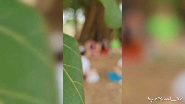 История одного дня из жизни многолетнего Баньяна. Январь 2023г. India, GOA. Медитация, Ретрит. смотреть онлайн