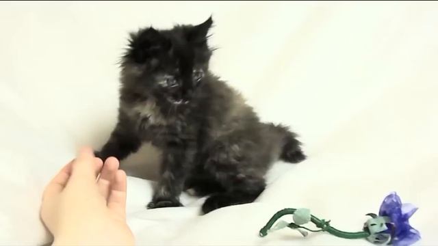 Котенок резвиться. Отдаю котёнка. смотреть онлайн
