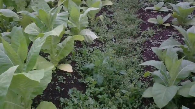 Табак Претинхо Бразилия смотреть онлайн