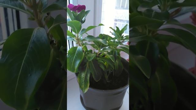 Домашние Цветки смотреть онлайн