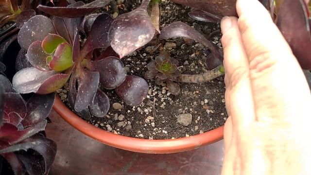 Темные сорта эониумов  2022 // Dark And Black Aeoniums