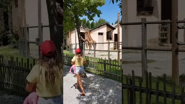Зоопарк в Италии.Жирафы смотреть онлайн