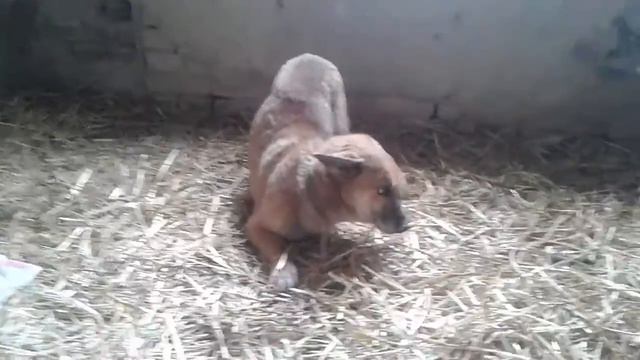 Рыжулька с опухолью смотреть онлайн