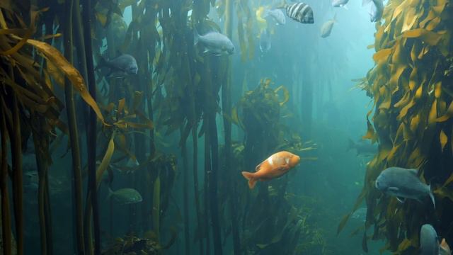 подводный мир 4K очень красивое видео underwater world 4K very beautiful video смотреть онлайн