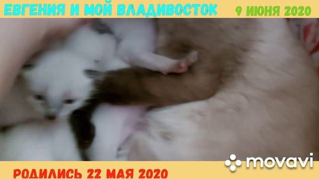 котята тайские,старосиамские