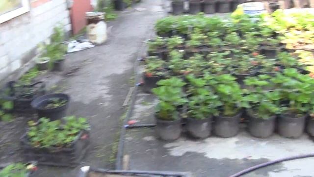 Ежевика Фридом, сроки созревания. смотреть онлайн
