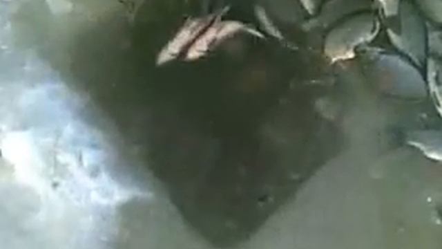 Уникальная рыбалка (Внимание - лексика +18) смотреть онлайн