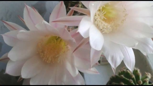 Эхинопсис распустил два бутона (Echinopsis)