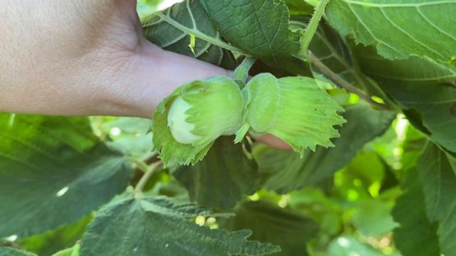 Фундук покупал как сорт "БОМБА" 3 год урожай смотреть онлайн