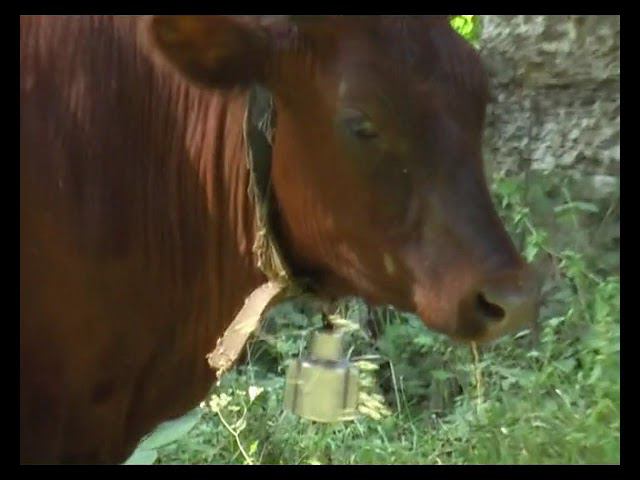 2006 Крымская Швейцария