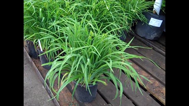 6 -13 -18 Willoway Dock Video смотреть онлайн