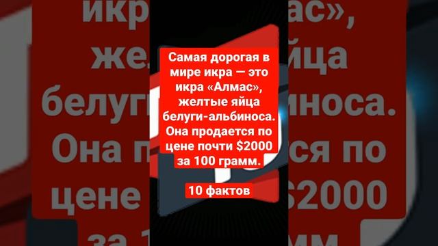 Самая дорогая в мире икра — это икра «Алмас», желтые яйца белуги-альбиноса. смотреть онлайн