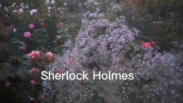 Почему не которые розы вырастают намного больше заявпеной высоты в Энциклопедии. смотреть онлайн