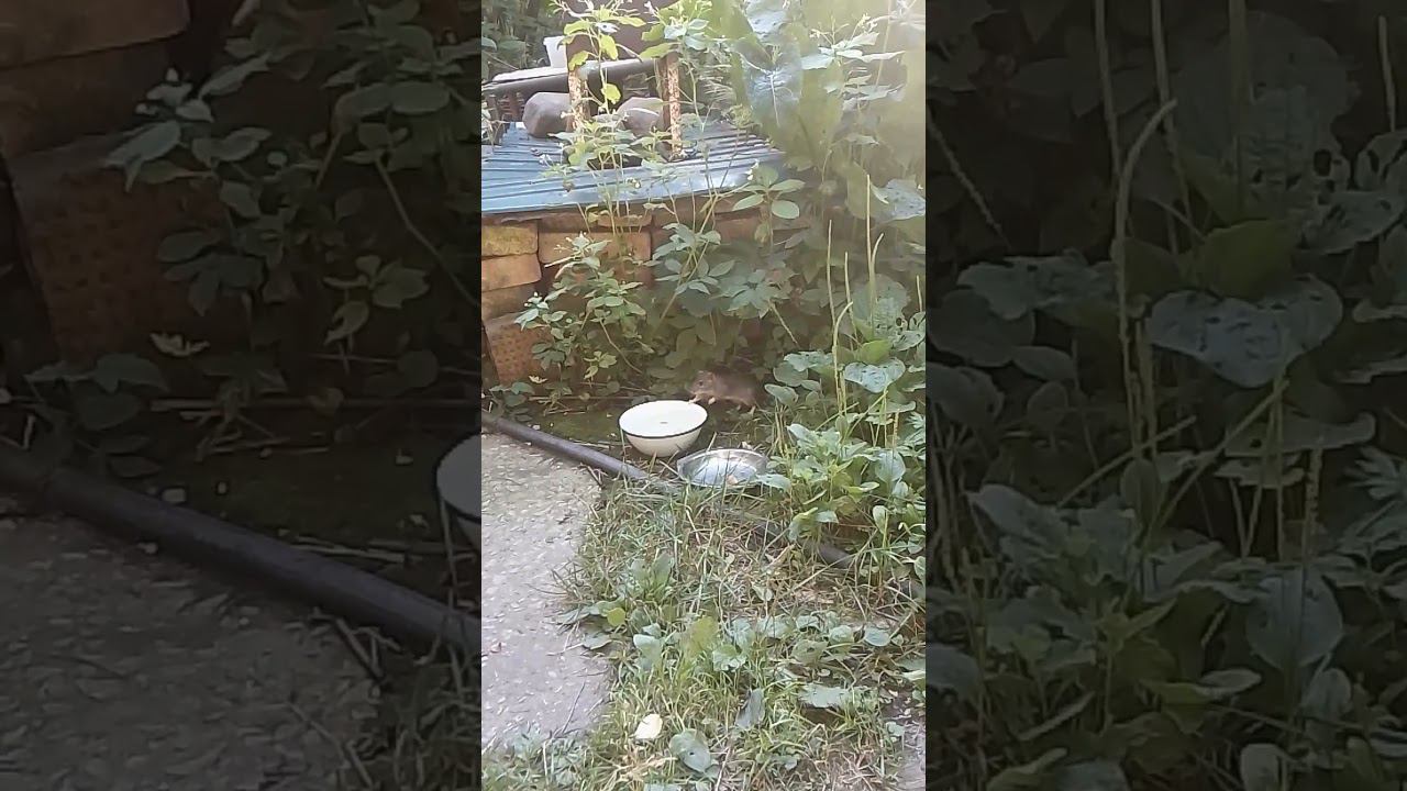 И снова воровка пришла. смотреть онлайн
