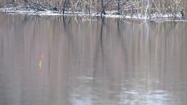 Карась плавает себе а экшн-камера себе. Утопил видеокамеру смотреть онлайн