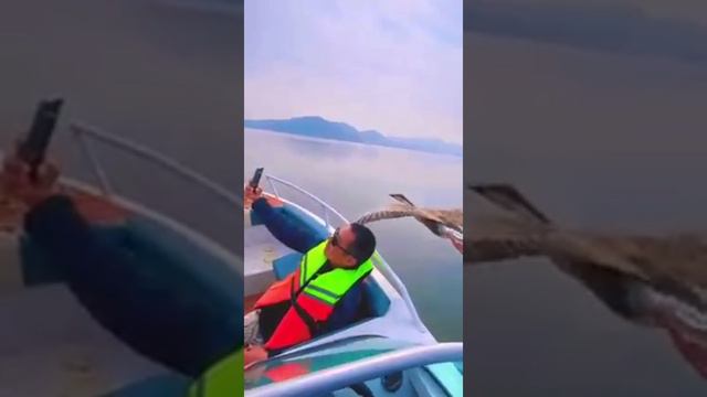 Птицы, Не пуганные человеком ! Давайте любить природу!