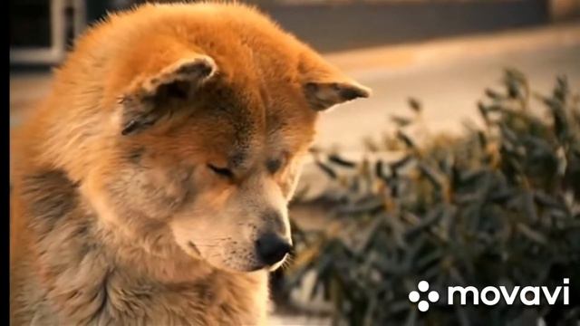 ХАТИКО ОБРАЗЕЦ ЛЮБВИ И ВЕРНОСТИ. смотреть онлайн