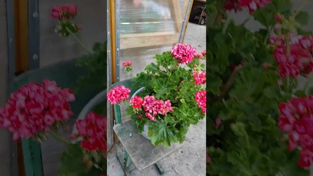 Red Pandora смотреть онлайн