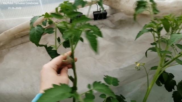 Томаты в теплице. Пасынкование, подвязка, стрижка. Картомат/Помидофель Экспериментирую. смотреть онлайн