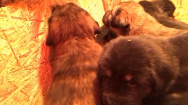 Щенки тибетского мастифа RussianDog литера Г смотреть онлайн
