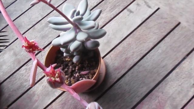 BLOOMING SUCCULENTS - PACHYPHYTUM OVIFERUM, GASTERIA, ECHEVERIA ELEGANS ЦВЕТУЩИЕ СУККУЛЕНТЫ смотреть онлайн