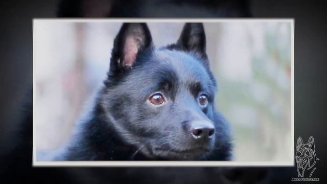 ШИППЕРКЕ. Плюсы и минусы породы схипперке SCHIPPERKE смотреть онлайн