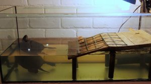 Европейская болотная черепаха - уход и содержание в домашних условиях