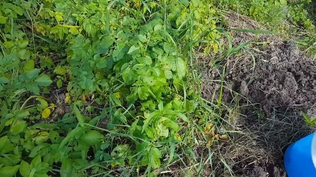 Дозревание томатов дома,выкапываю картошку,вредные советы или проволочник здравствуй смотреть онлайн