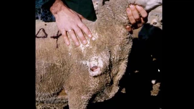 Gross Path of Lymph Nodes 2 смотреть онлайн