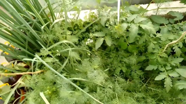 Моя тепличка! смотреть онлайн