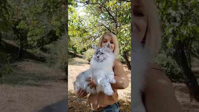 Мейн кун смотреть онлайн